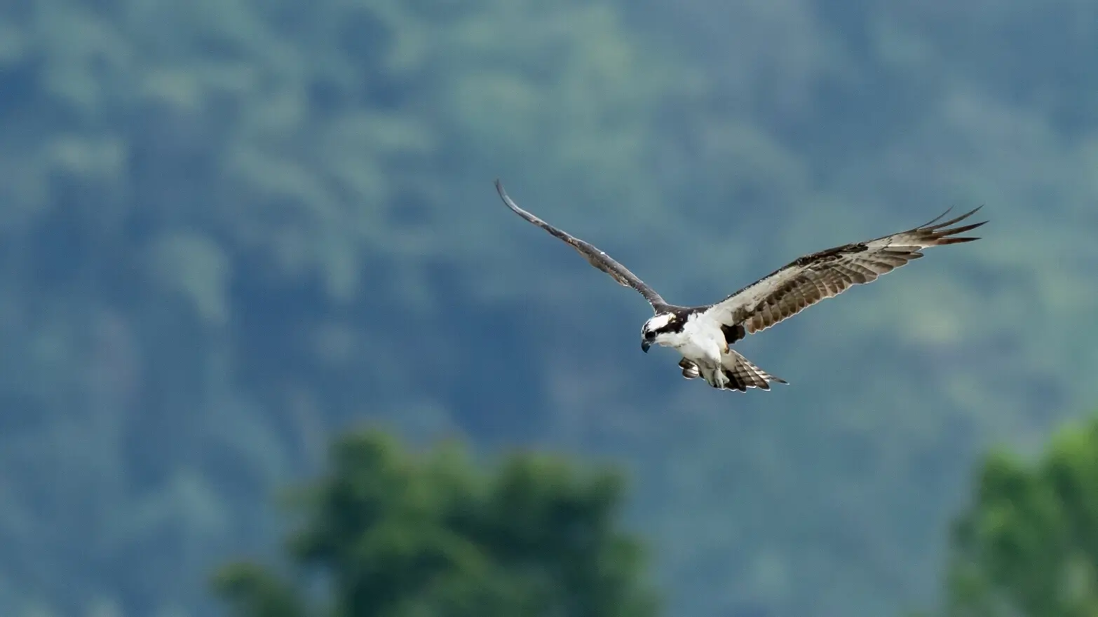 Águila pescadora