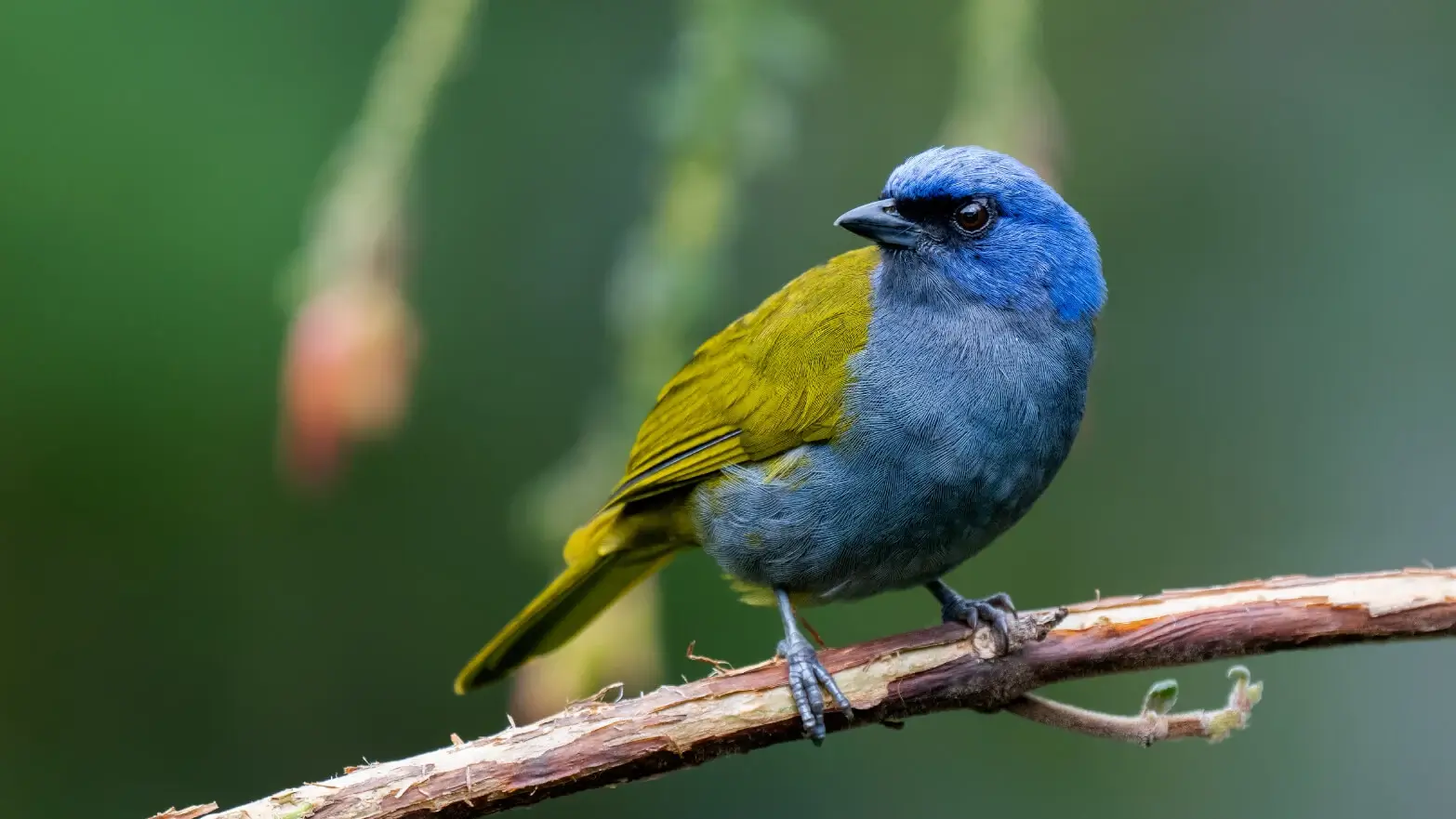 Tangara de cabeza azul